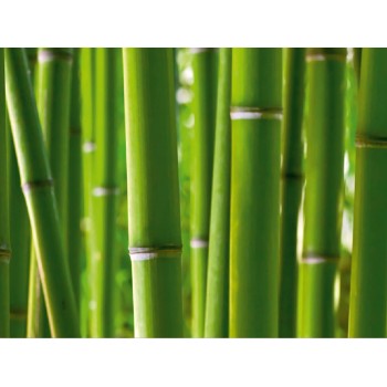 Fotótapéta - Bambusz közelről