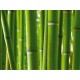 Fotótapéta - Bambusz közelről