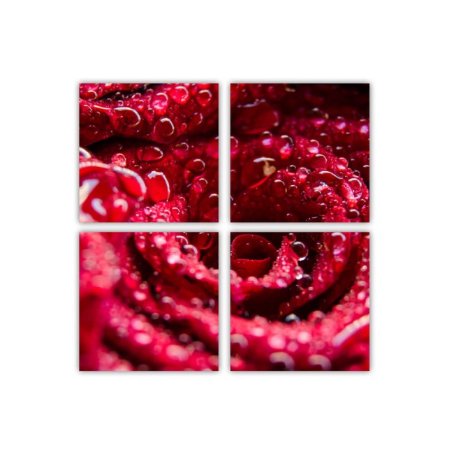 Többrészes vászonkép - Vizes rózsa