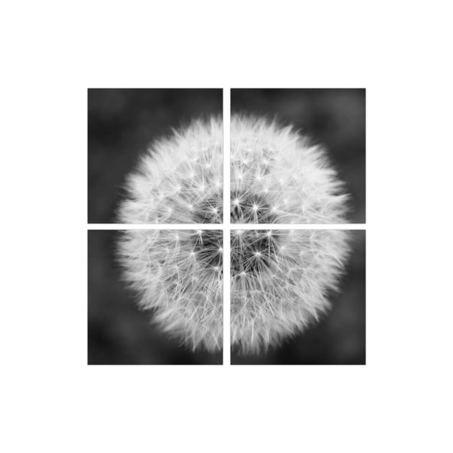 Többrészes vászonkép - Fekete/Fehér pitypang