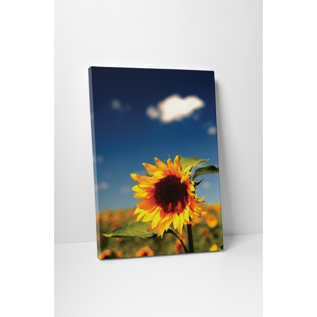 Kimagasló napraforgó