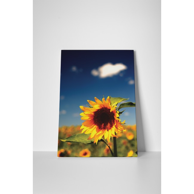 Kimagasló napraforgó