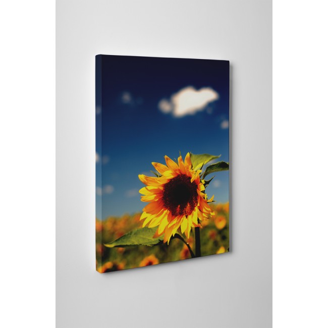 Kimagasló napraforgó