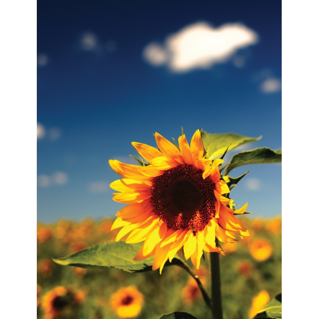 Kimagasló napraforgó