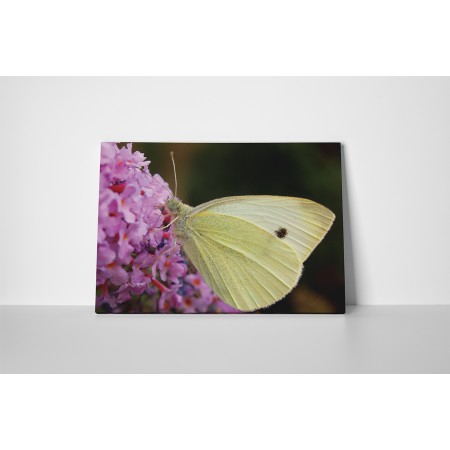 Krémszínű pillangó