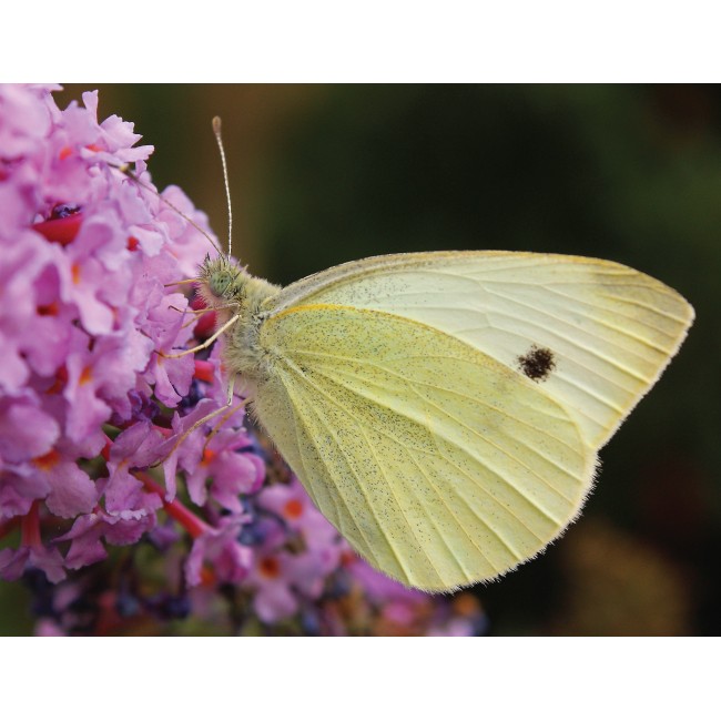 Krémszínű pillangó