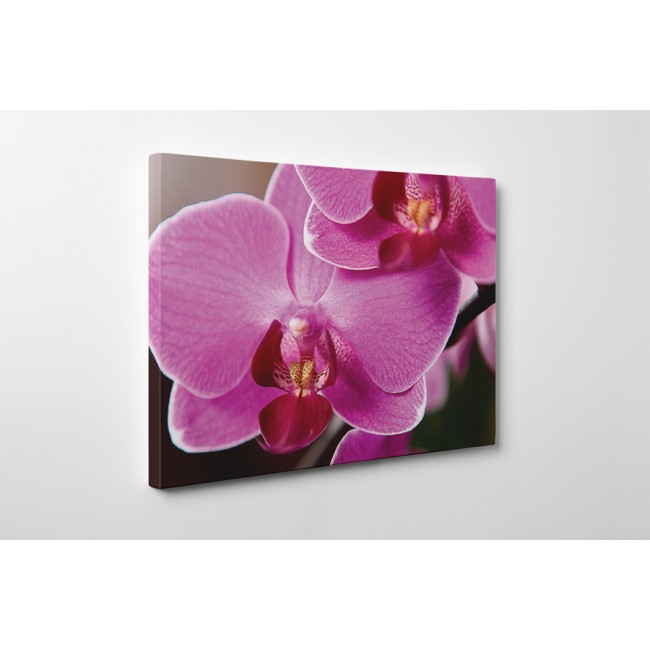 Phalaenopsis