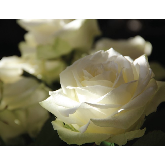 Fehér rózsák