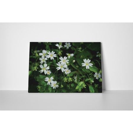 Nyolc szirmú virágok