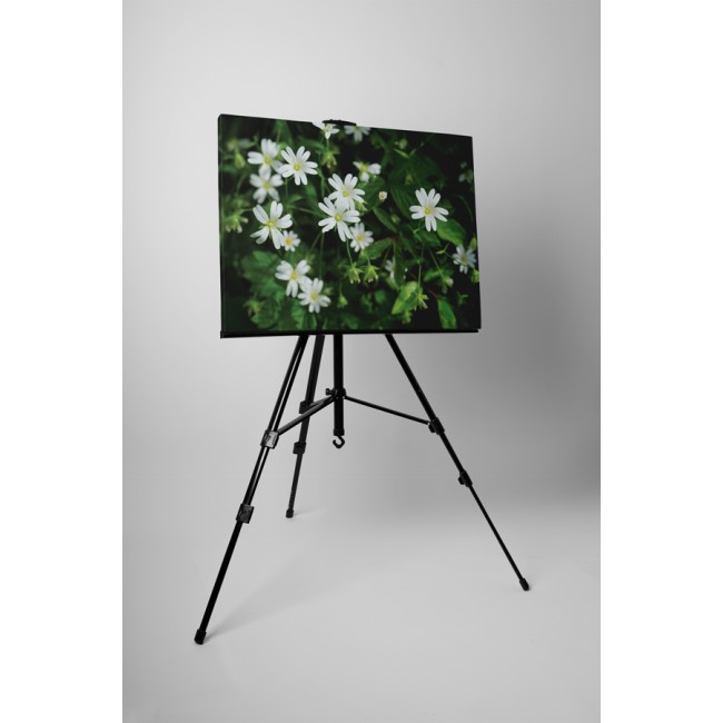 Nyolc szirmú virágok