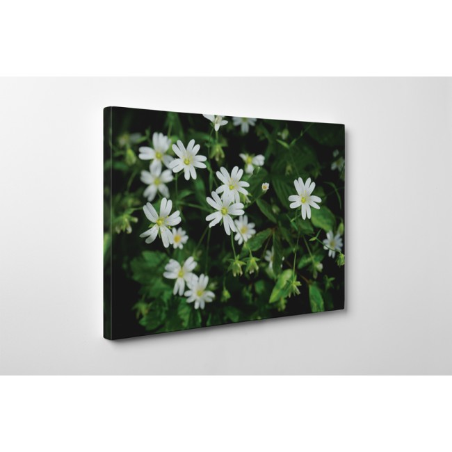 Nyolc szirmú virágok