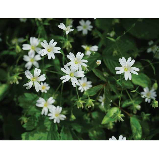 Nyolc szirmú virágok