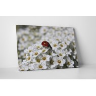 Katica és cseresznyevirág