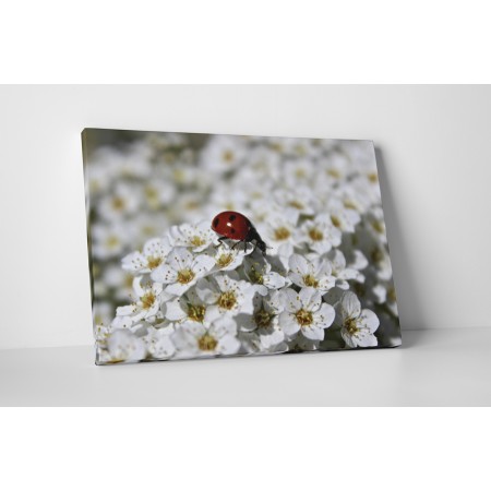 Katica és cseresznyevirág