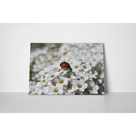 Katica és cseresznyevirág