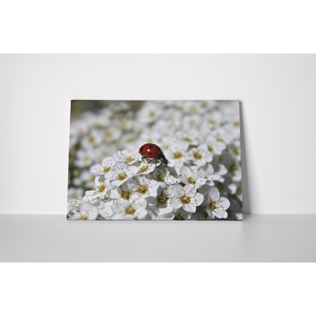 Katica és cseresznyevirág