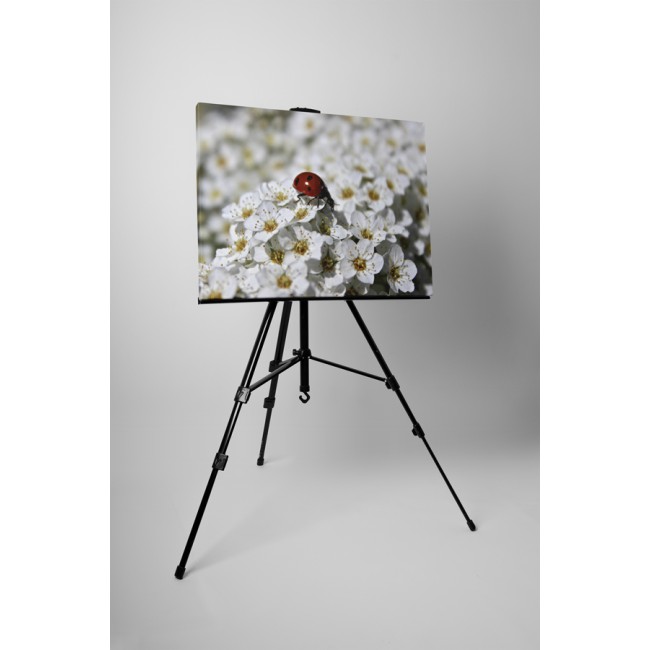 Katica és cseresznyevirág