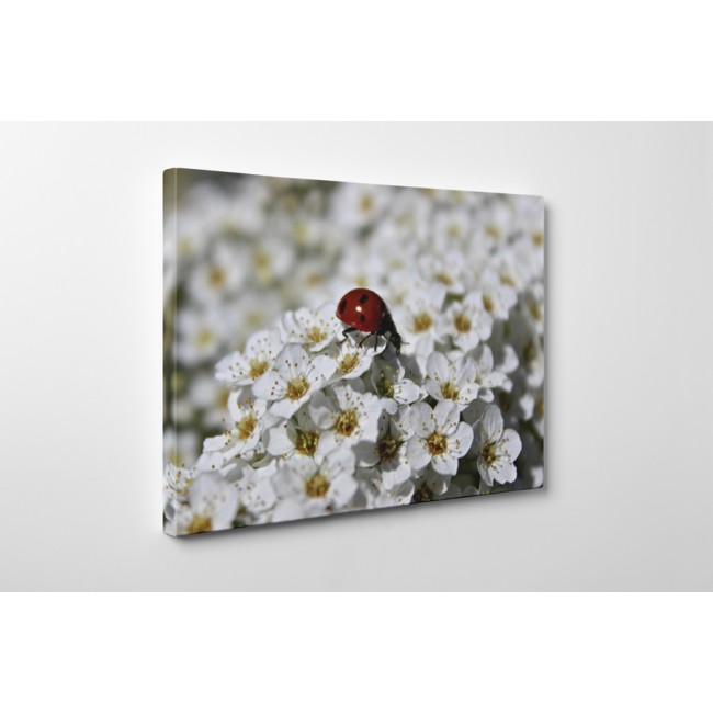 Katica és cseresznyevirág