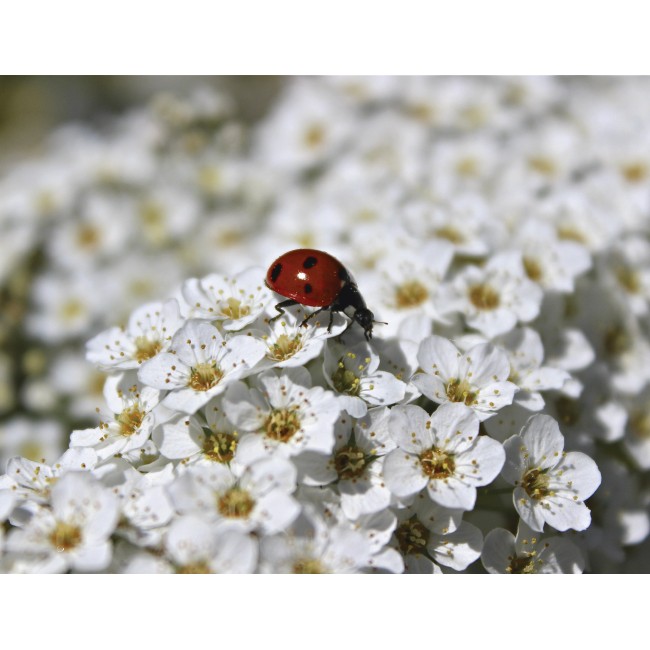 Katica és cseresznyevirág