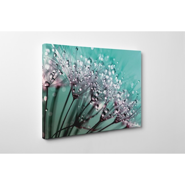 Harmatos pitypang magvak