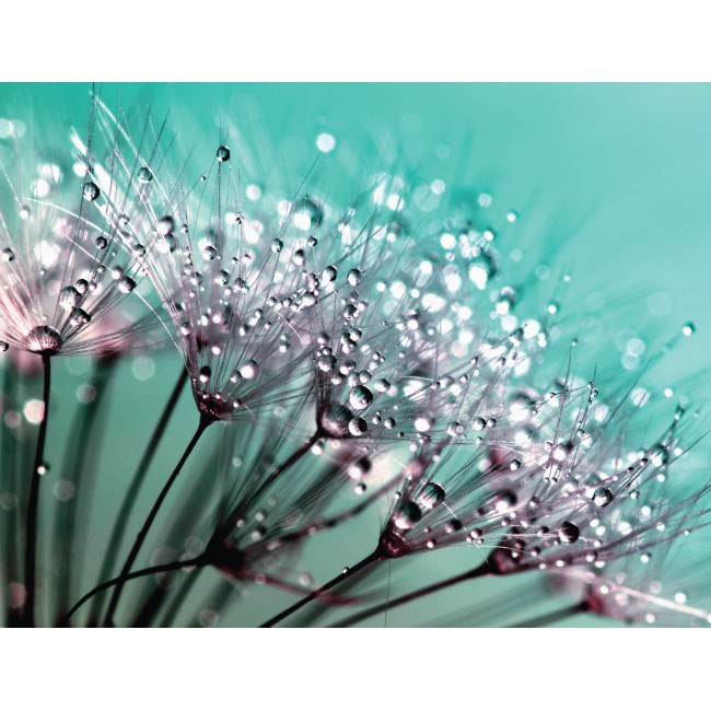 Harmatos pitypang magvak