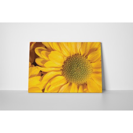 Sárga napraforgó virág