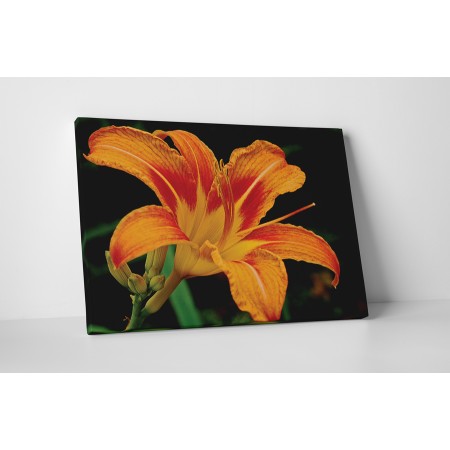 Narancssárga liliom