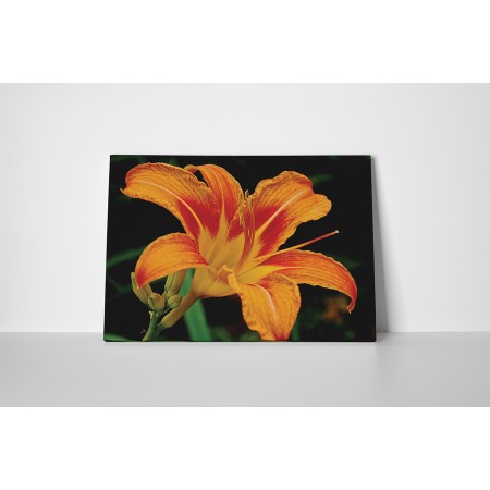 Narancssárga liliom