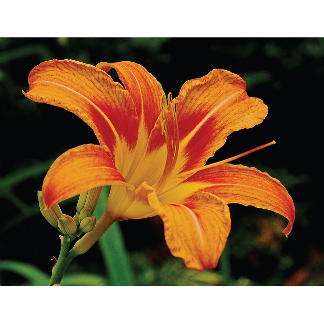 Narancssárga liliom