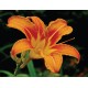 Narancssárga liliom