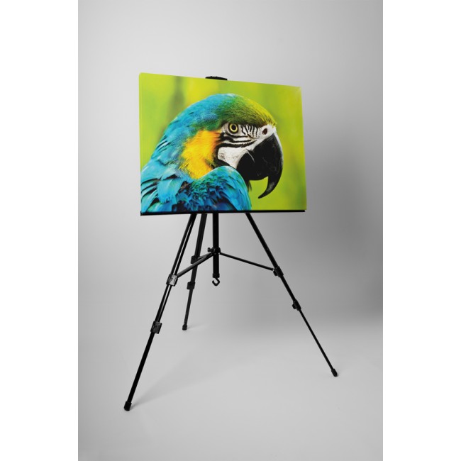 Sárga-kék arapapagáj