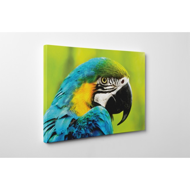 Sárga-kék arapapagáj