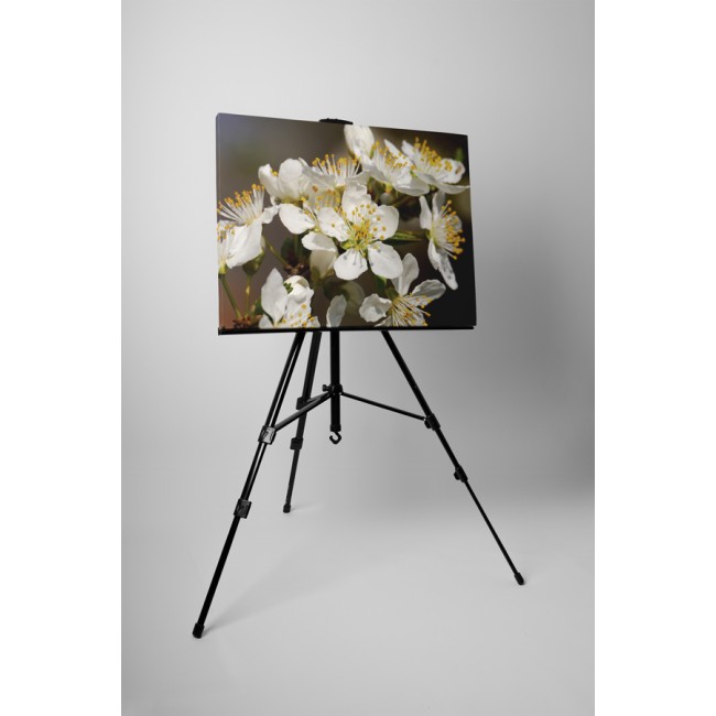 Fehér virágú bokor