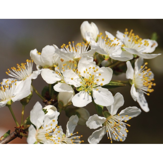 Fehér virágú bokor