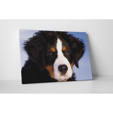 Ausztrál juhászkutya