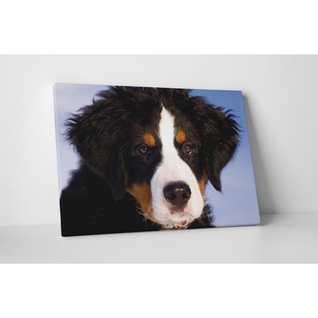 Ausztrál juhászkutya