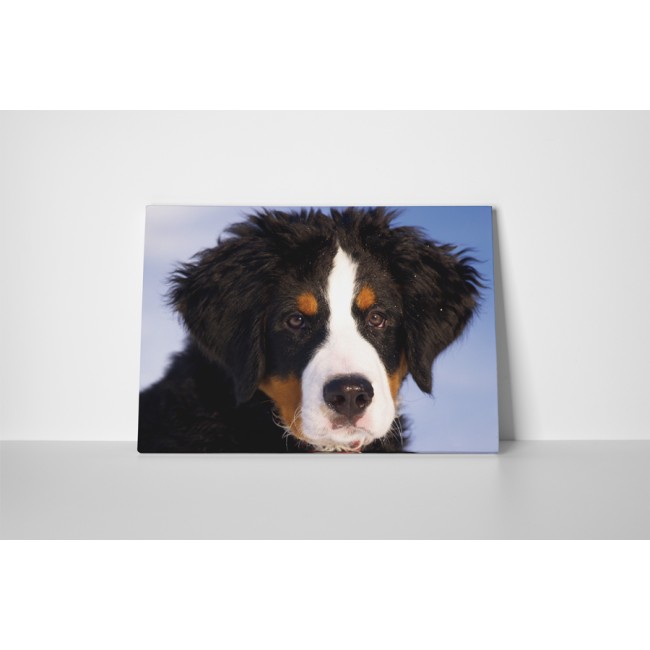 Ausztrál juhászkutya