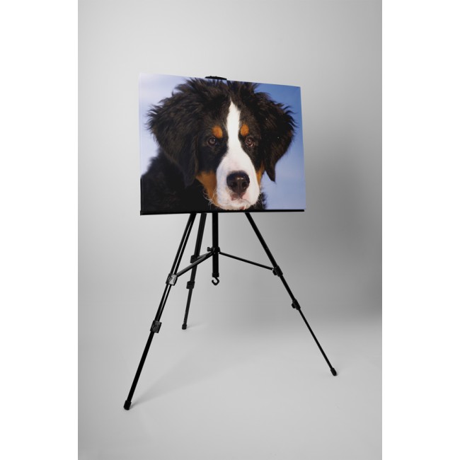 Ausztrál juhászkutya