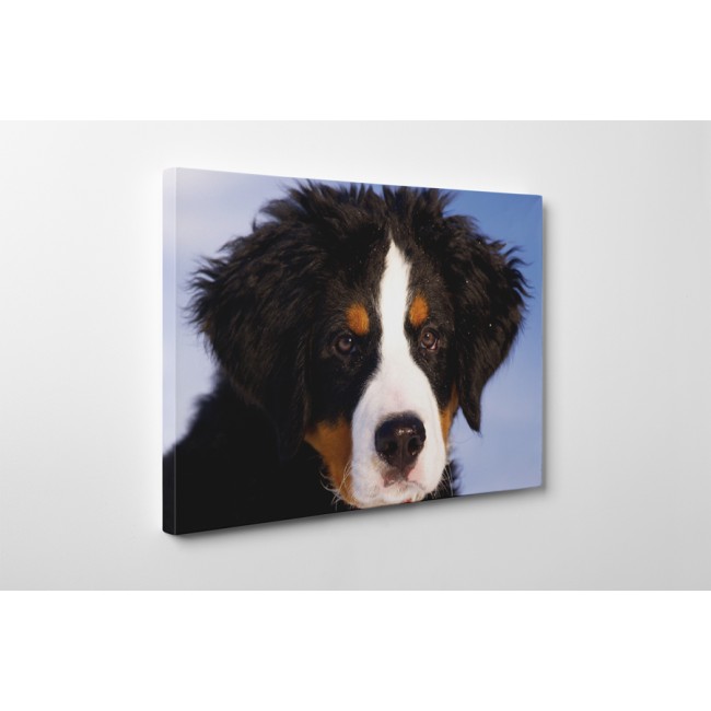 Ausztrál juhászkutya