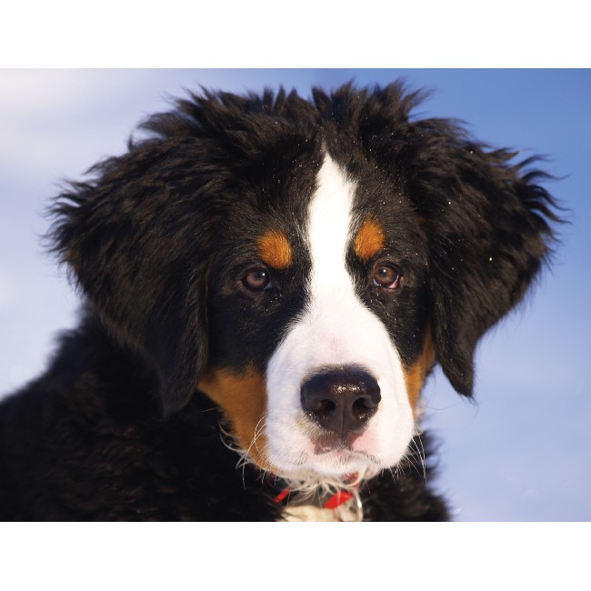 Ausztrál juhászkutya