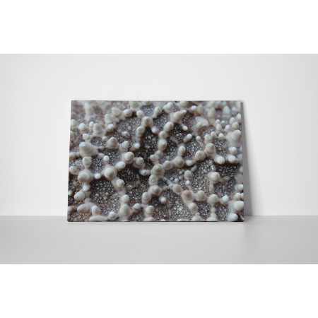 Tengeri csillag közelről