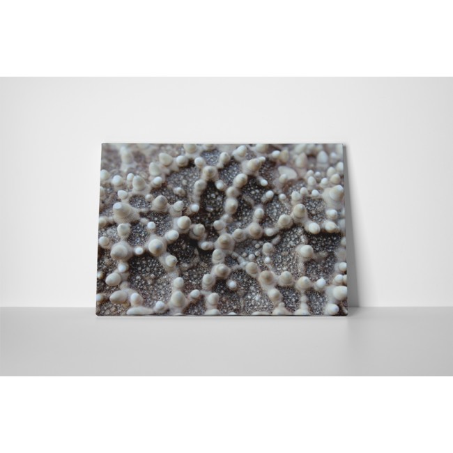 Tengeri csillag közelről