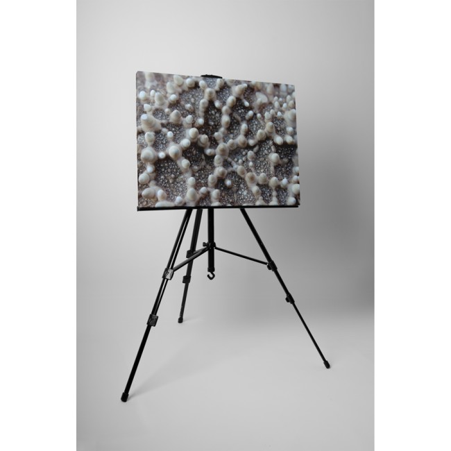 Tengeri csillag közelről