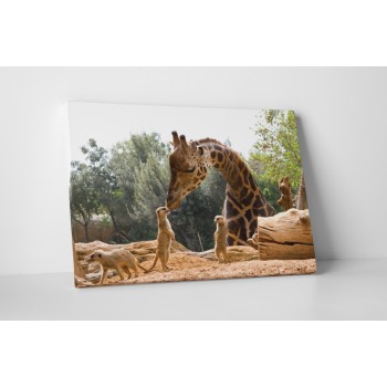 Állatkerti pillanatkép