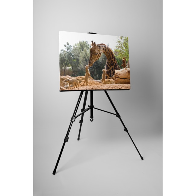 Állatkerti pillanatkép