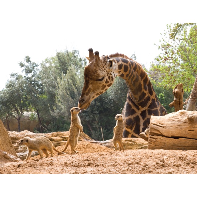 Állatkerti pillanatkép