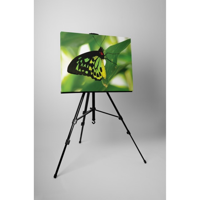 Zöld óriáspillangó