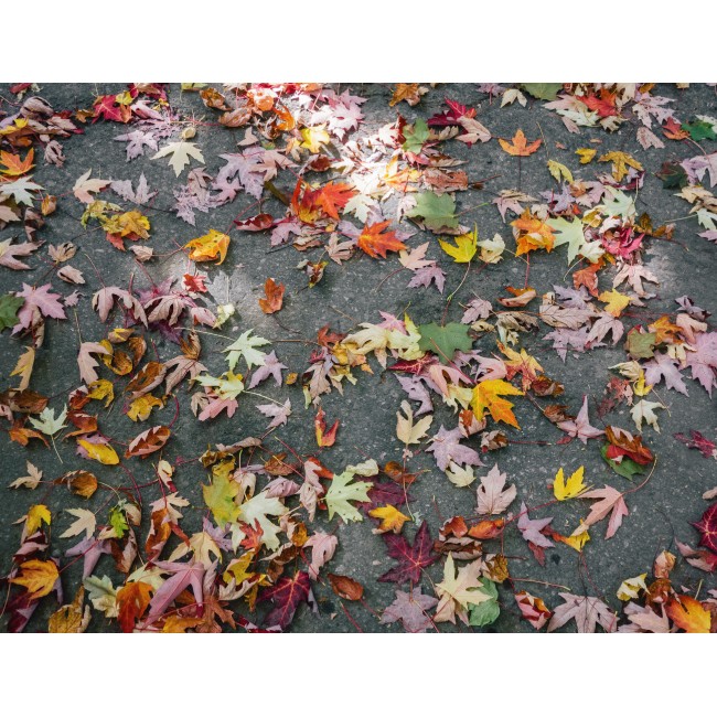 Színes őszi levelek