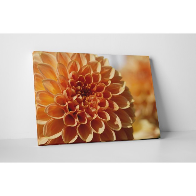 Barack színű dália