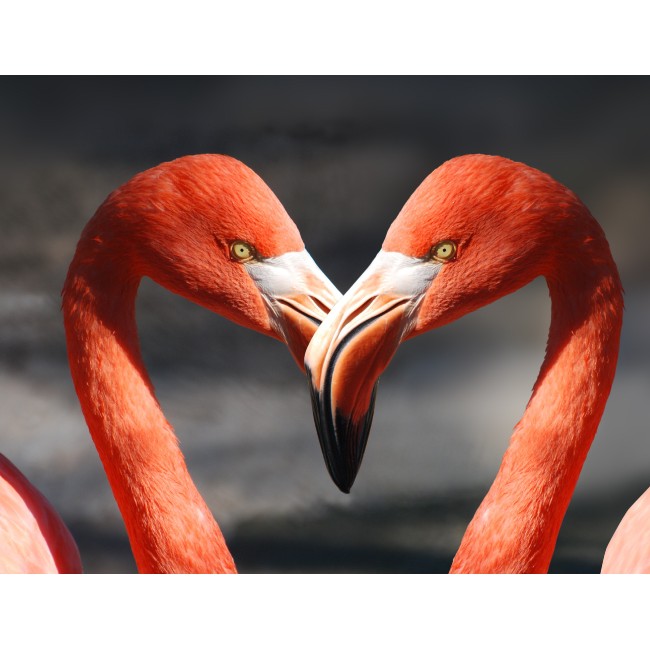 Szerelmes flamingók